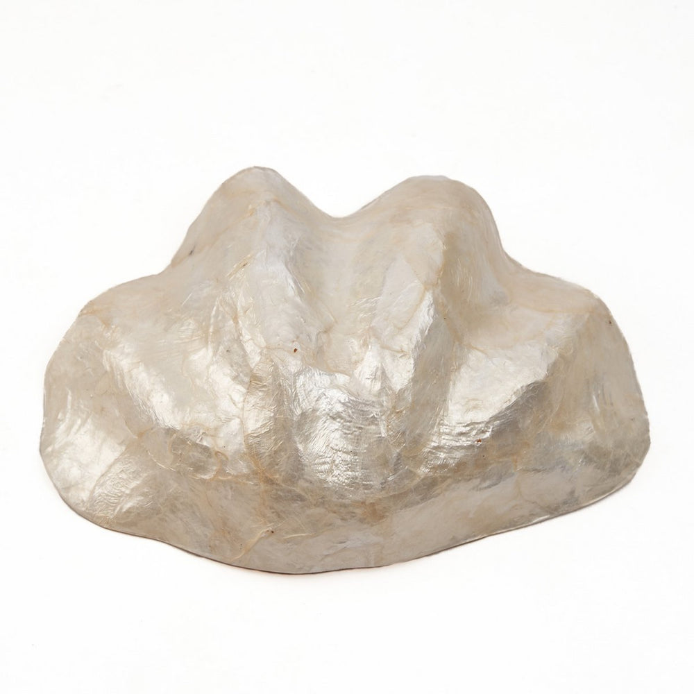 White shell soap dish